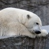 Best Polar Bear Wallpapers