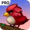 Woodpecker Simulator Pro