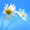 Daisy Wallpapers HD: Quotes Backgrounds with Art Pictures