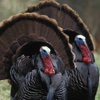 Turkey Hunting Wild Trophy Bird Pro