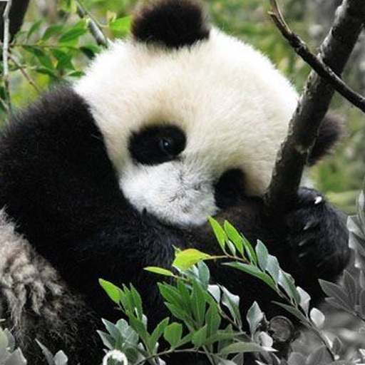 LovelyPandas icon