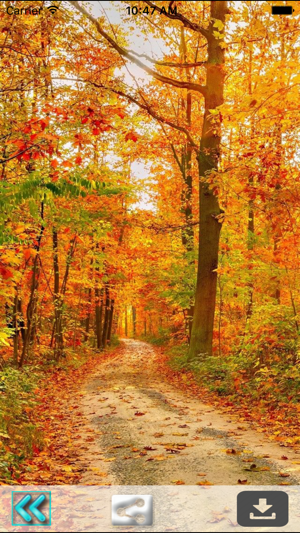 First Day Fall - Autumn HD Wallpapers(圖2)-速報App