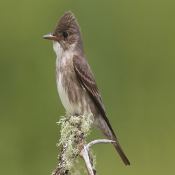 Flycatcher Bird Sounds and Ringtones Watchers