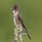 All flycatchers in the genus Myiarchus share the Great Crested Flycatcher’s yellow underparts, short crest, and rufous-brown accents in the wing and tail