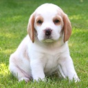 Cute Dogs Slideshow & Wallpapers (HD)