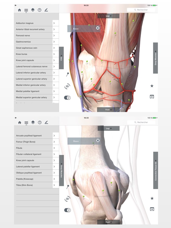 Anatomy Easy : Learn Muscles, Skeleton and Bones screenshot-4