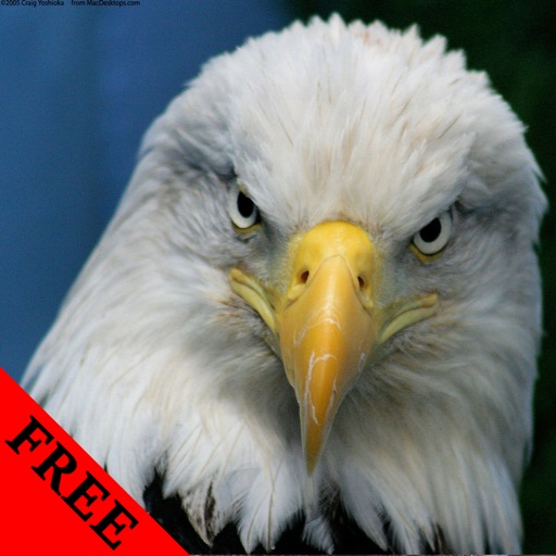 Eagle Video and Photo Galleries FREE icon