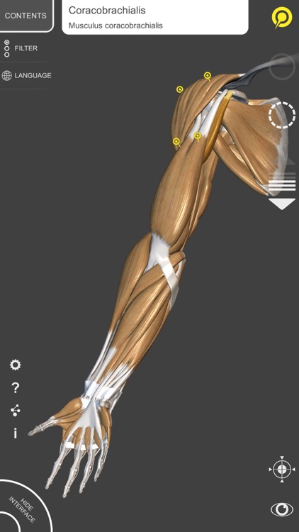 3D Anatomy for the Artist | v. 1.2 screenshot-3
