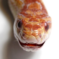 Talking Snake PC 용