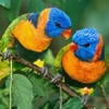 Parrots HD