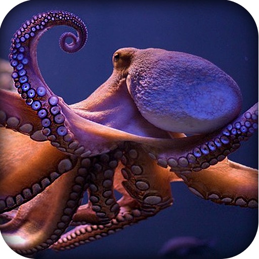 Under-Water Hungry Octopus Hunting Simulator Pro icon