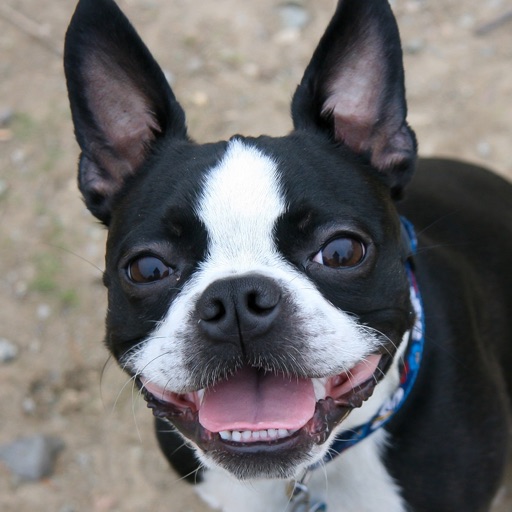 Boston Terrier Wallpapers - High-quality and Free by Huy Nguyen