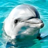 Lovely Dolphins Slideshow & Wallpapers