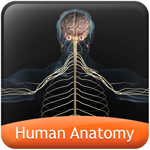 Human anatomy explorer Nervous System icon