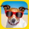 Funny Animals Puzzles - Logic Game for Kids, Free