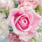 Rose Wallpapers (HD)