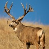 Flying Deer Hunter Shooting Pro