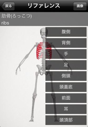 basic anatomy for all [bones] screenshot 3