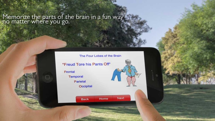 Brain Mnemonics - Memorize the Brain Quickly