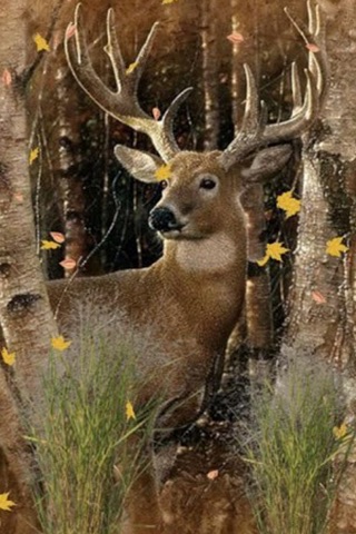 Deer Hunting Wallpapers - Best Collection Of Deer Wallpapers screenshot 3