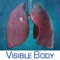 Respiratory Anatomy A...