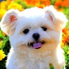 Dog Wallpapers HD for iPad