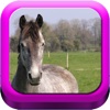 Good Horsemanship - Equestrian Riding, Groundwork, Dressage and Jumping