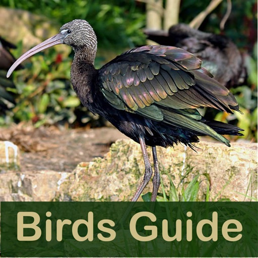 Birds Guide icon