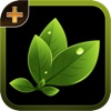 Herbal Plants & Cures