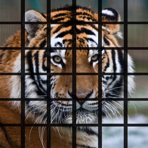 Tiger Puzzles for iPhone icon