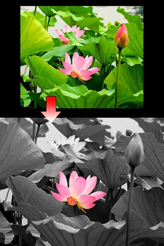 PicStyle-Crop and Splice images easy screenshot 4