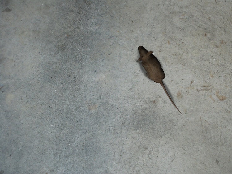 Catpad - Cats love to catch the mouse