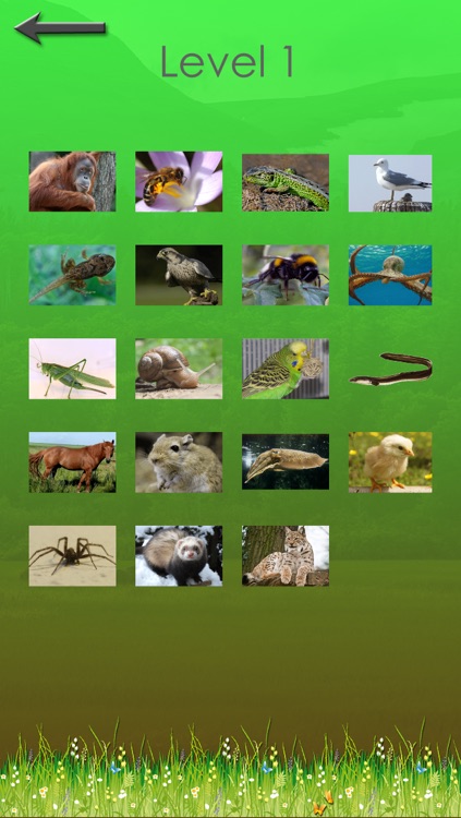 Quiz de animais