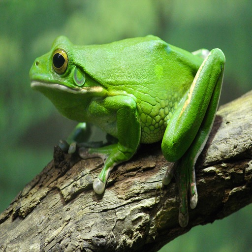 Frog Sounds - Over 90 High Quality Effects Ringtones and More icon