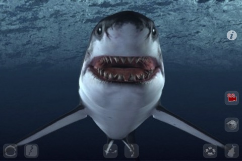 Talking Great White : My Pet Shark PRO screenshot 3