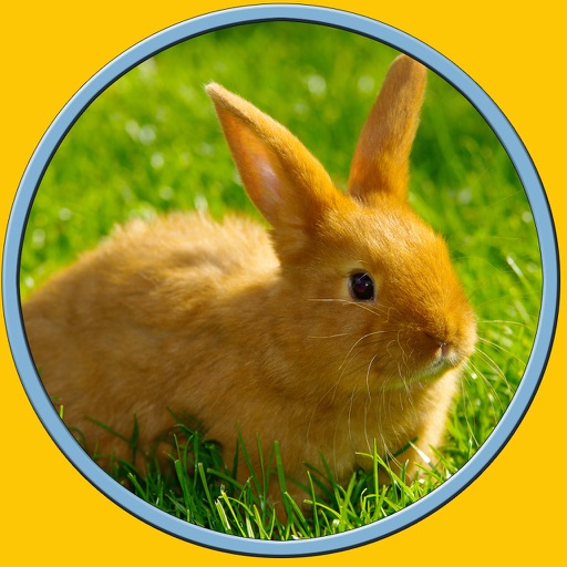 beautiful rabbits for all kids - no ads icon