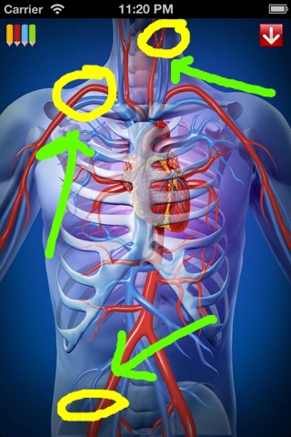 Med Sketch: Anatomy Drawing App screenshot 3