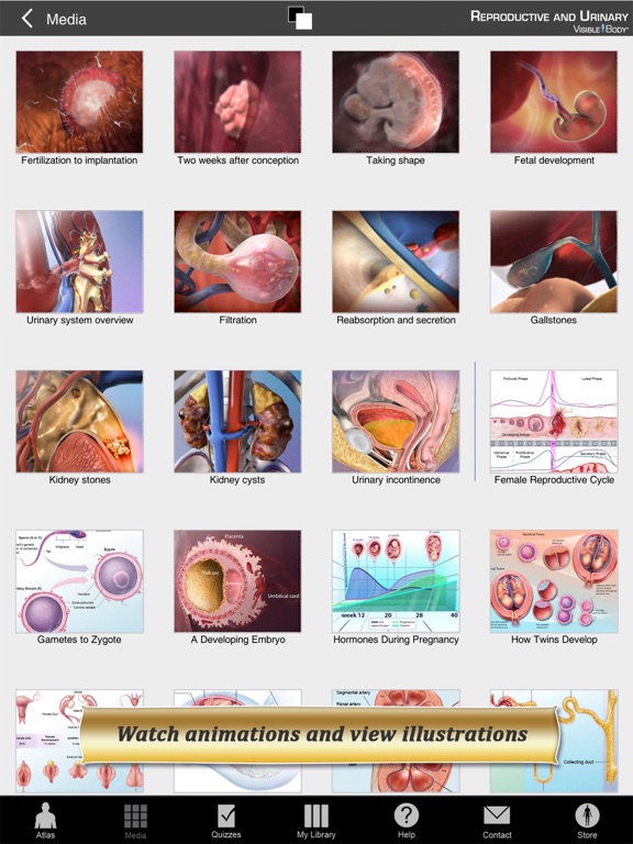 Reproductive and Urinary Anatomy Atlas: Essential Reference for Students and Healthcare Professionalsのおすすめ画像4