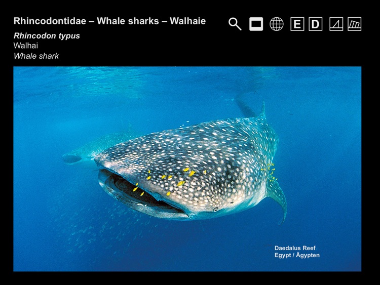 Helmut Debelius: Indian Ocean & Red Sea Fish Guide