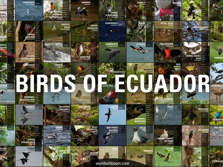 Birds Of Ecuador screenshot-4