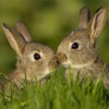Bunny Wallpapers & Backgrounds for iPhone