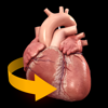 心臓解剖 Heart 3D Atlas of Anatomy-Catfish Animation Studio