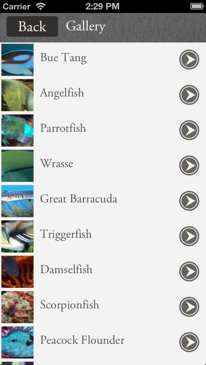 Tropical Fish: Caribbean
