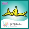GCSE Biology Banana Skins - Revision Flash Cards
