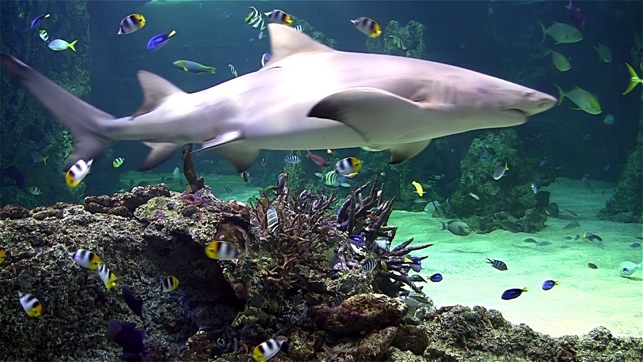 水族館高清電視動態桌布：包含珊瑚礁桌布及海洋的聲音，放鬆舒壓(圖5)-速報App