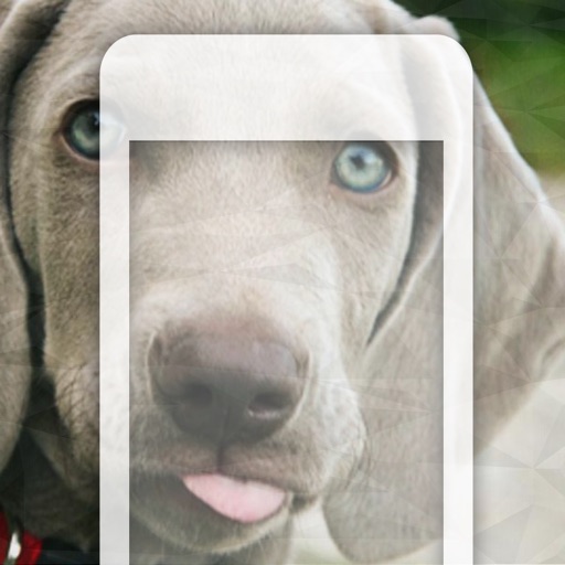 99 Wallpaper.s - Beautiful Backgrounds and Pictures of Dogs and Puppies iOS App