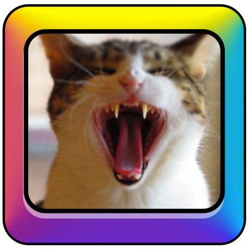 Cat Toy Deluxe iOS App