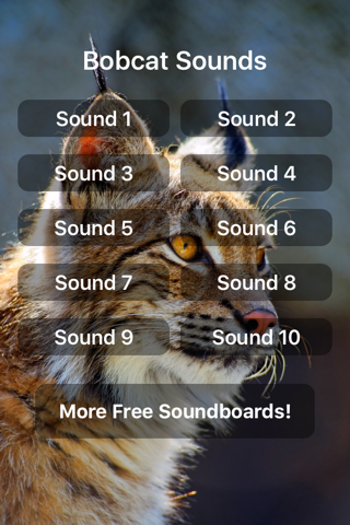 Bobcat Sounds! - náhled