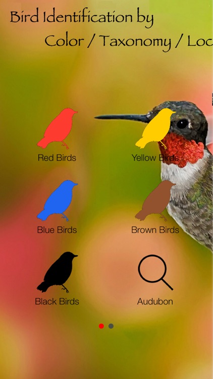 Bird Identification by Color - Ornithology Guide for Northeastern U.S. Bird Watching + Bird Sounds/Songs