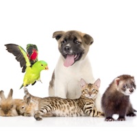 Pet Supplies UK